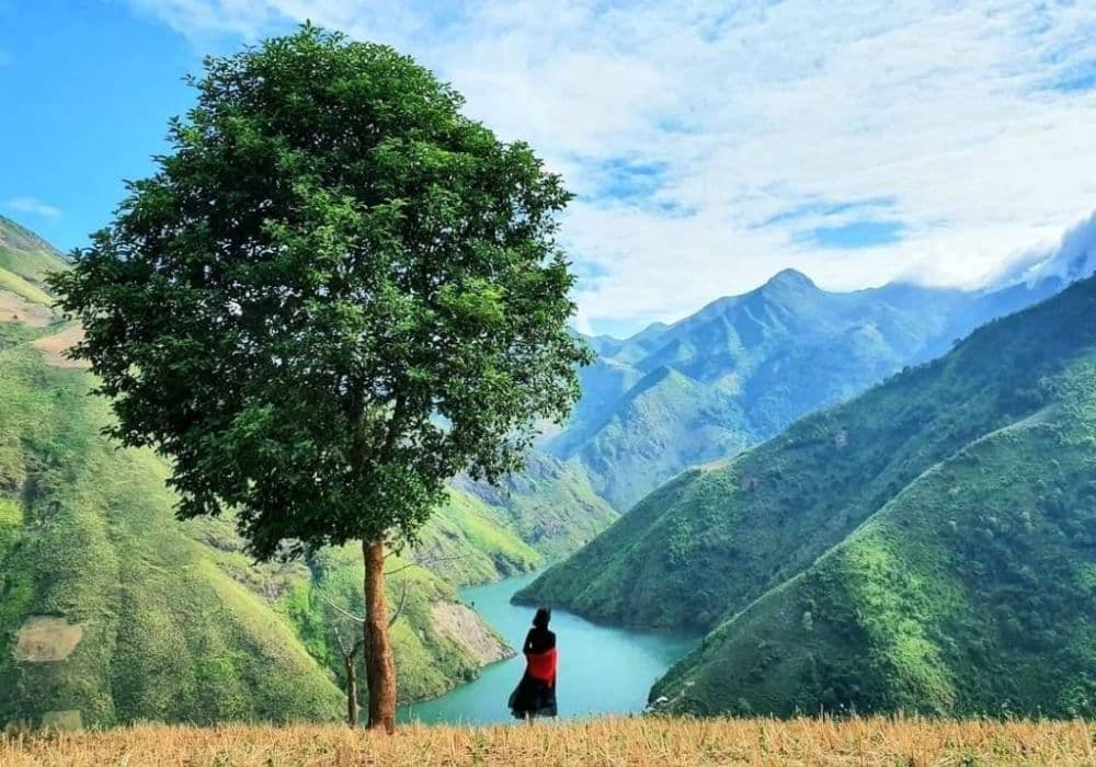 Cây táo mèo cô đơn - Biểu tượng "lặng" giữa đại ngàn