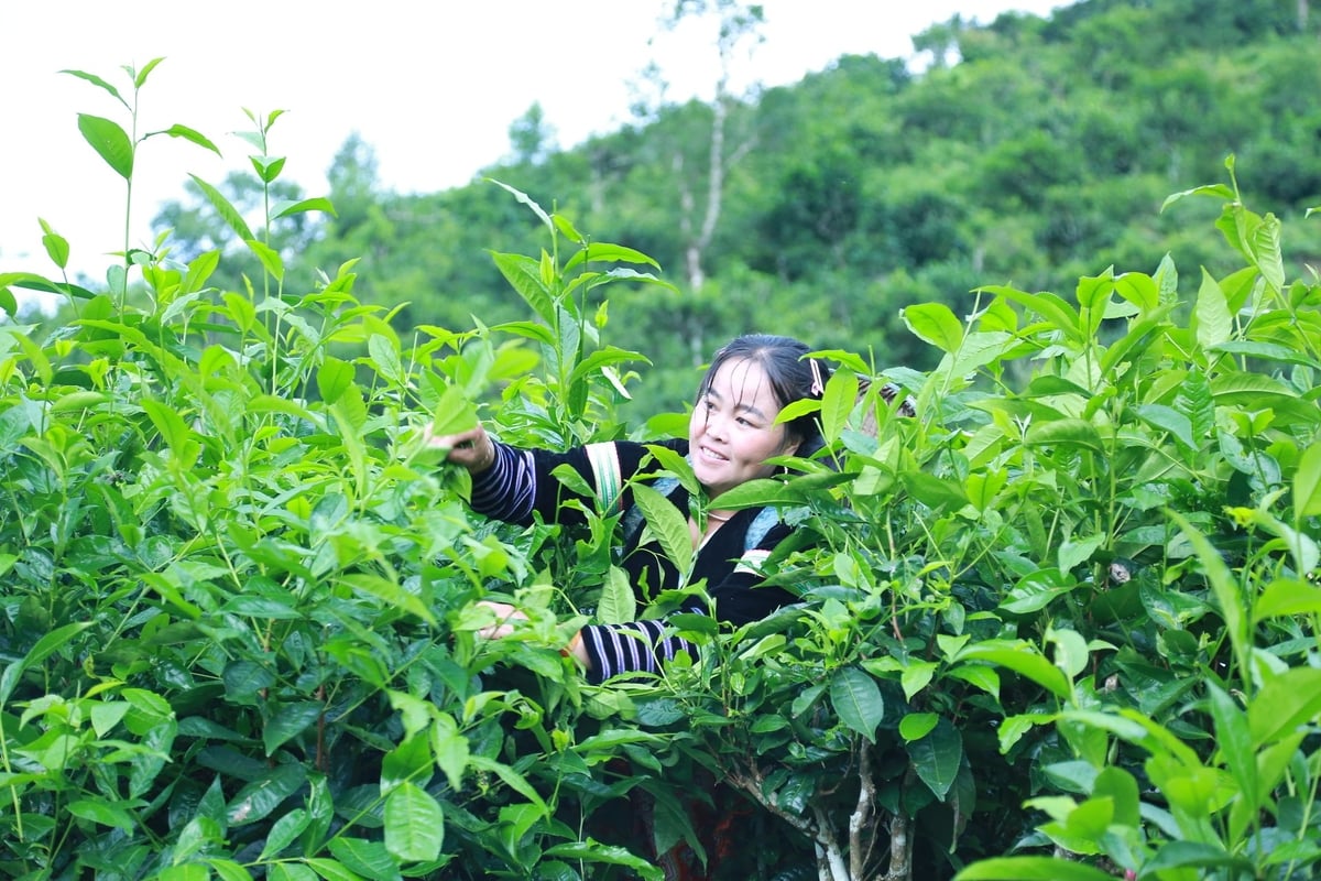 Chè Shan Tuyết