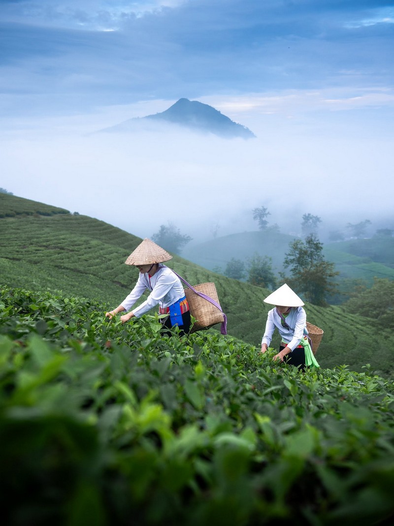 Góc check-in và chụp ảnh đẹp nhất tại Đồi chè Long Cốc