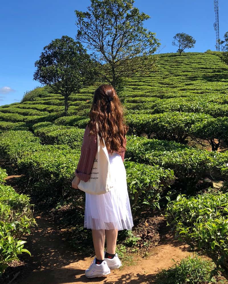 Cách di chuyển từ Hà Nội đến Đồi chè Long Cốc