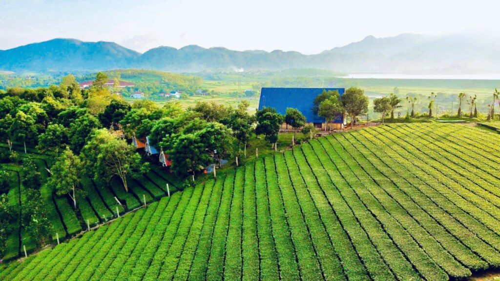 Đồi chè Thanh Thủy: Điểm check-in xanh giữa miền khoáng nóng